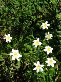 Anemonen - Blumen im Rottal - Bad Birnbach
