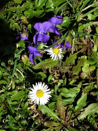 Blumen im Rottal - Bad Birnbach