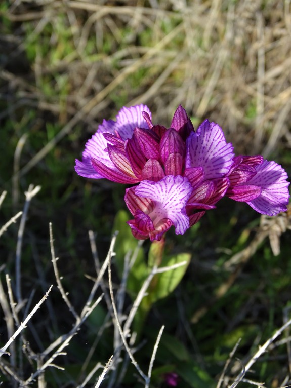 orchis-anatolica