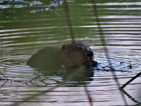 Biber-Beaver-Castor