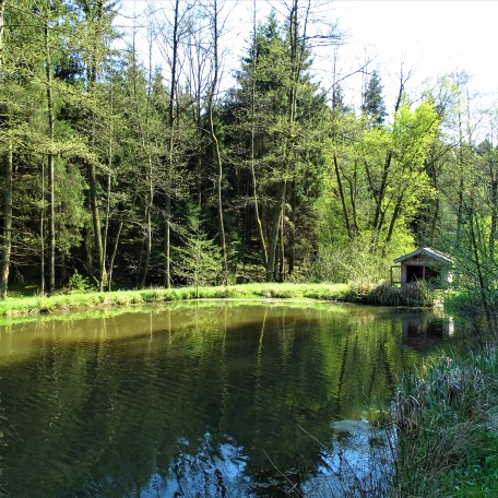 Teich bei Schönau