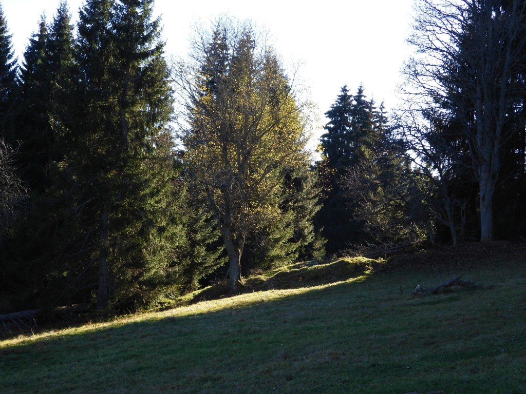 Wald im November